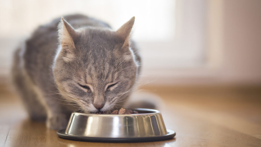 Are Your Kittens Getting the Right Nutrition?