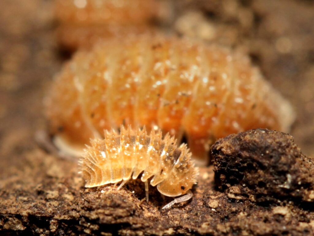 Your Isopod Paradise Awaits: Browse Selection for Sale